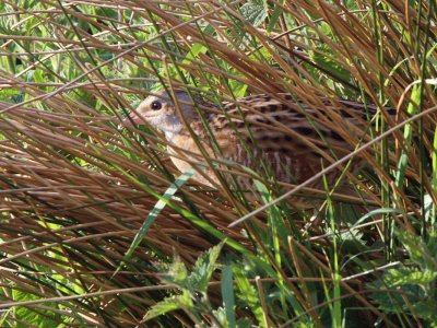 Corncrake, Gruinart RSPB, Islay, Argyll