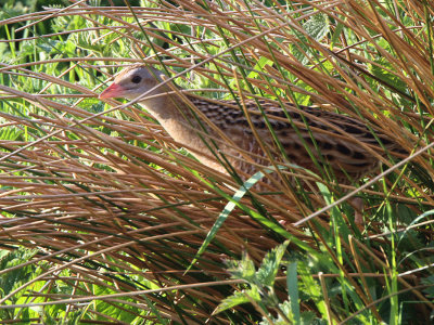 Corncrake, Gruinart RSPB, Islay, Argyll