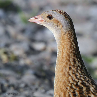 Corncrake, Gruinart RSPB, Islay, Argyll