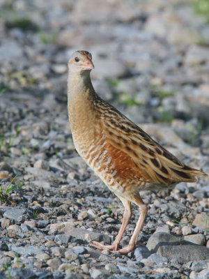 Corncrake, Gruinart RSPB, Islay, Argyll