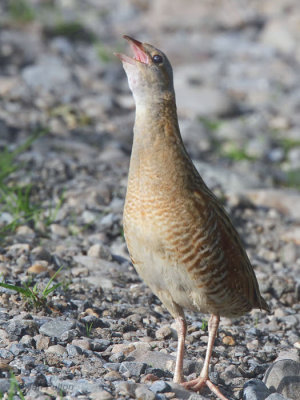 Corncrake, Gruinart RSPB, Islay, Argyll