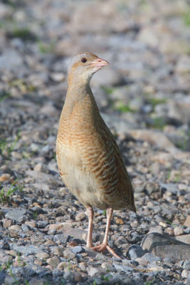 Corncrake, Gruinart RSPB, Islay, Argyll