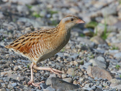 Corncrake, Gruinart RSPB, Islay, Argyll