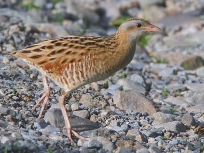 Corncrake, Gruinart RSPB, Islay, Argyll