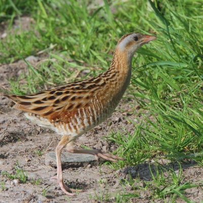 Corncrake, Gruinart RSPB, Islay, Argyll