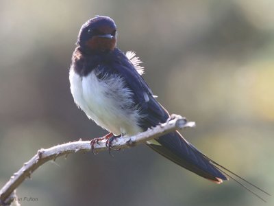 Barn Swallow, Gruinart RSPB, Islay, Argyll