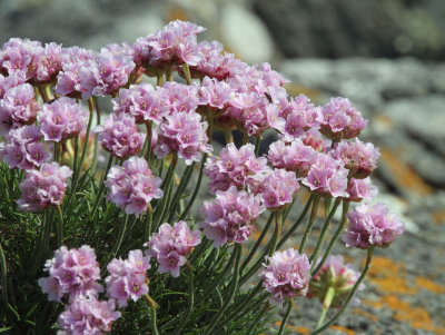 Sea Pink, Machir Bay, Islay, Argyll