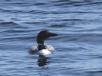 Great Northern Diver, Loch Indaal, Islay, Argyll