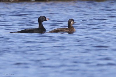 Common Scoter, Islay, Argyll