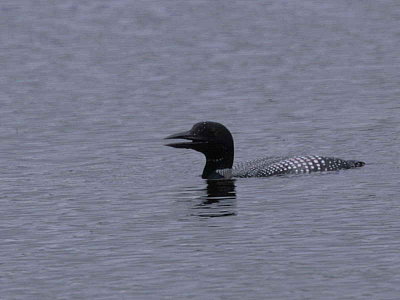 Great Northern Diver, Loch of the Lowes, Perthshire