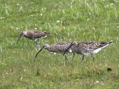 Whimbrel, Ardnave, Islay, Argyll