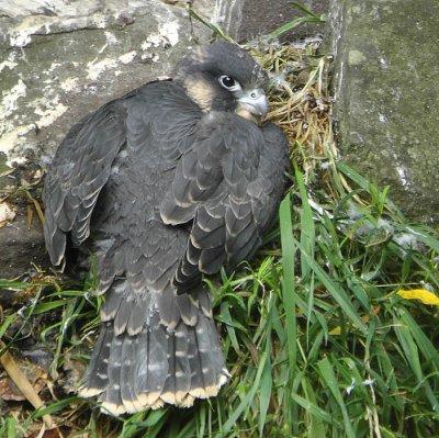 Peregrine, SWT Falls of Clyde Reserve, Clyde