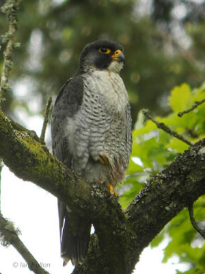Peregrine, SWT Falls of Clyde Reserve, Clyde