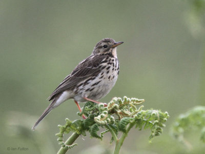 Meadow Pipit, Overtoun Glen, Clyde