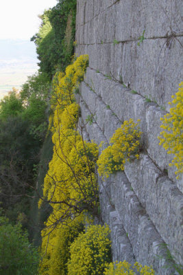 Wild flowers on the city walls of Pergamon