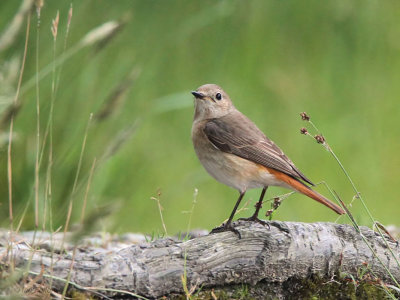 Common Redstart (female), Sallochy Bay-Loch Lomond, Clyde