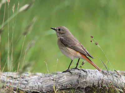 Common Redstart (female), Sallochy Bay-Loch Lomond, Clyde