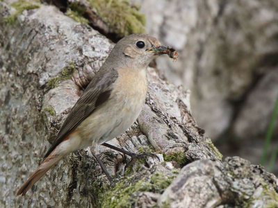Common Redstart (female), Sallochy Bay-Loch Lomond, Clyde
