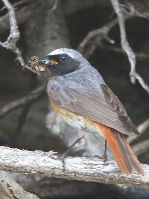 Common Redstart (male), Sallochy Bay-Loch Lomond, Clyde