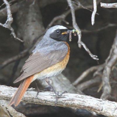 Common Redstart (male), Sallochy Bay-Loch Lomond, Clyde