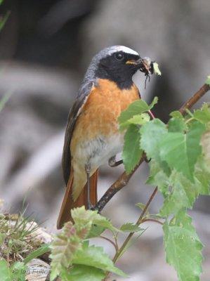 Common Redstart (male), Sallochy Bay-Loch Lomond, Clyde