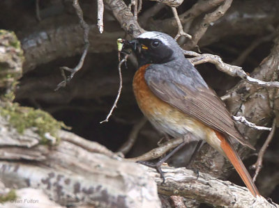 Common Redstart (male), Sallochy Bay-Loch Lomond, Clyde