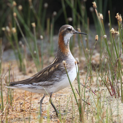 Red-necked Phalarope