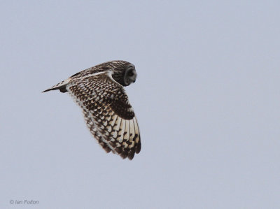 Short-eared Owl, North Uist