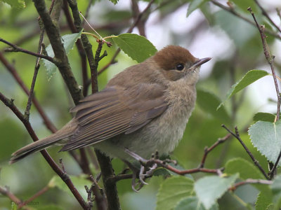 Blackcap(juvenile), Ross Wood-Loch Lomond, Clyde