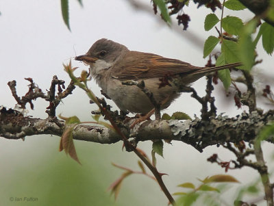 Common Whitethroat, Crom Mhin-Loch Lomond NNR, Clyde