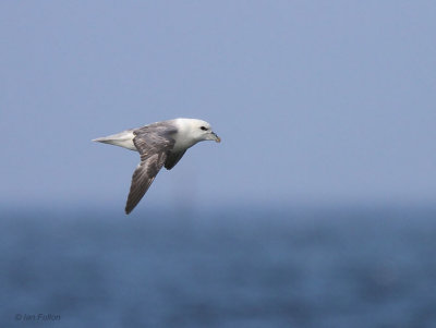 Fulmar, Fife Ness