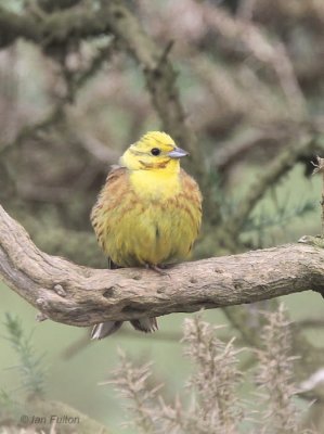 Yellowhammer, Kilrenny, Fife