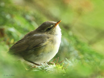 Willow Warbler, Douglas Estate, Clyde