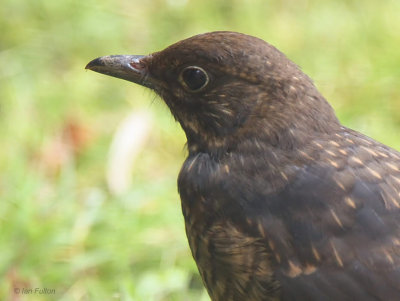 Blackbird (juvenile), Baillieston, Glasgow