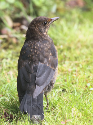 Blackbird (juvenile), Baillieston, Glasgow