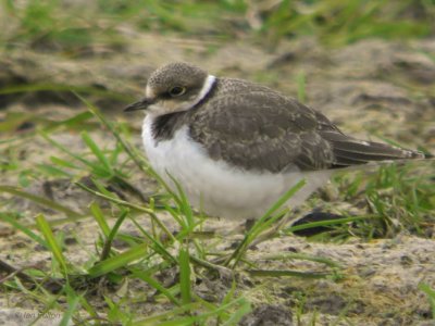 Little Ringed Plover, Carbarns Pool, Clyde