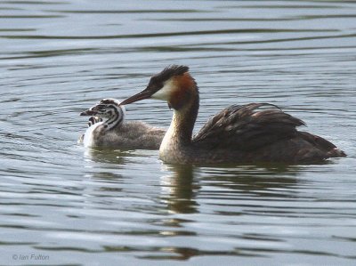 Great Crested Grebe, Hogganfield Loch, Glasgow