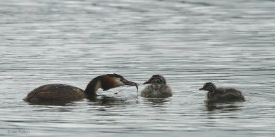 Great Crested Grebe, Hogganfield Loch, Glasgow