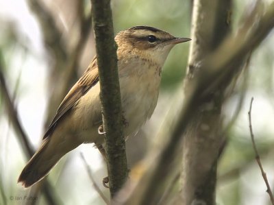 Sedge Warbler, Crom Mhin marsh-Loch Lomond NNR, Clyde