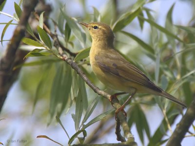 Willow Warbler, Crom Mhin marsh-Loch Lomond NNR, Clyde