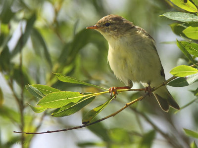 Willow Warbler, Crom Mhin marsh-Loch Lomond NNR, Clyde