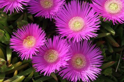 Flowers at Selcuk