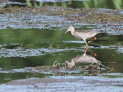 Spotted Redshank, Baron's Haugh RSPB, Clyde