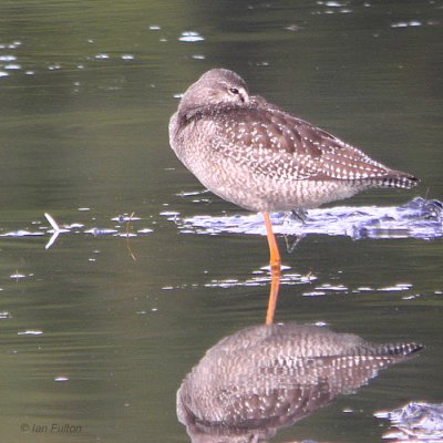 Spotted Redshank, Barons Haugh RSPB, Clyde