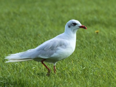 Mediterranean Gull, Buckhaven, Fife