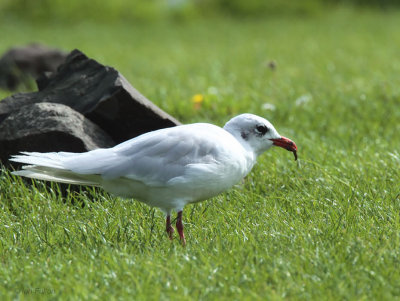 Mediterranean Gull, Buckhaven, Fife