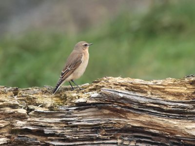 Northern Wheatear, Longhaugh Point, Clyde
