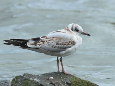 Black-headed Gull (juvenile), Hogganfield Loch, Glasgow