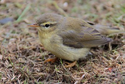 Willow Warbler, Baillieston, Glasgow