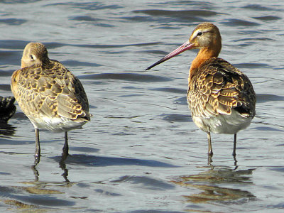 Black-tailed Godwit, Baron's Haugh RSPB, Clyde